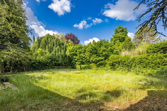 Overgrown garden