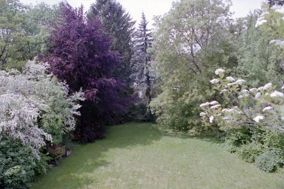 View into the garden